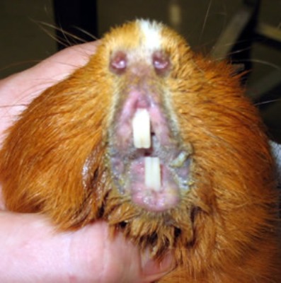PORCUSOR DE GUINEEA